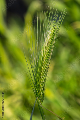 spiga di gramigna