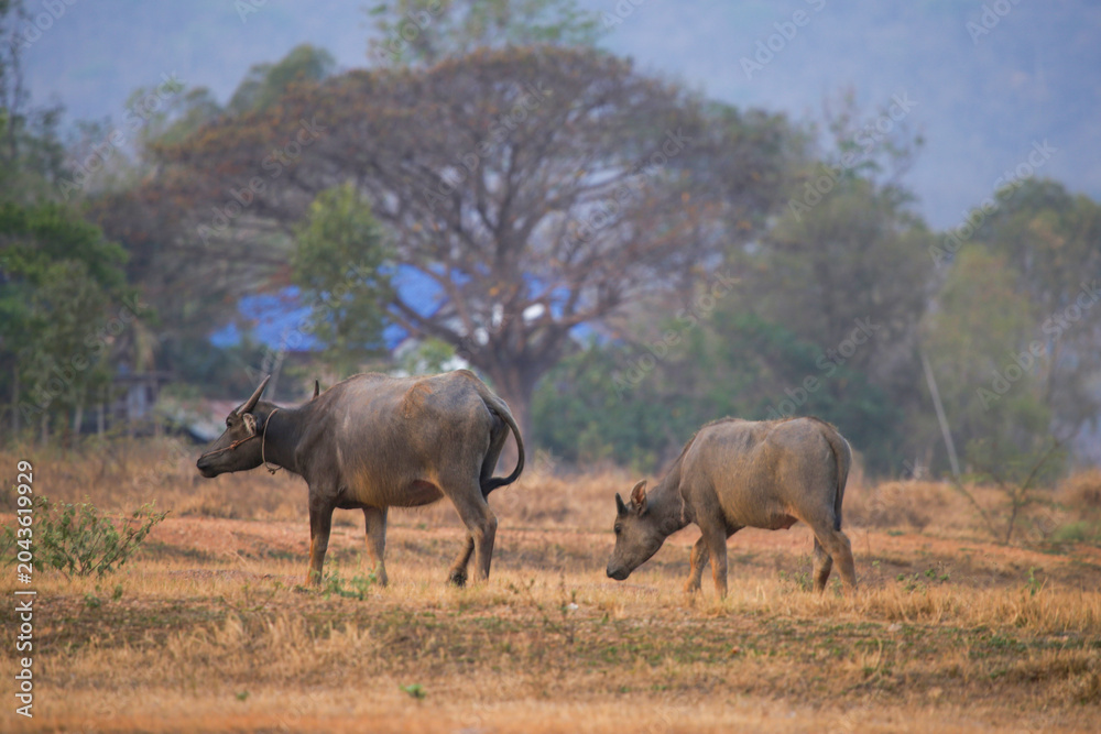 Fototapeta premium Two asian water buffaloes walk through a dry grassy field with a large tree in the background.
