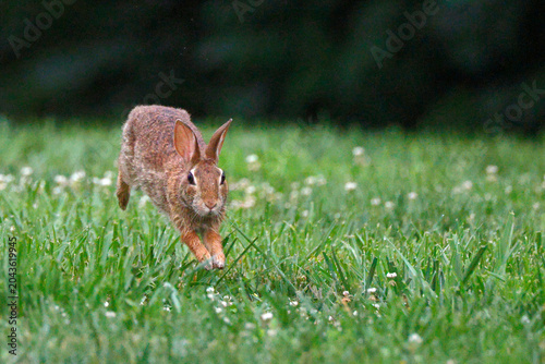 Cute, adorable baby bunny rabbit cottontail running through grassy field. 