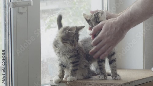 Male hand touching, petting gray striped kitten near window. Original sound. Prores 422HQ