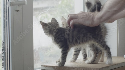 Male hand touching, petting gray striped kitten near window. Original sound. Prores 422HQ