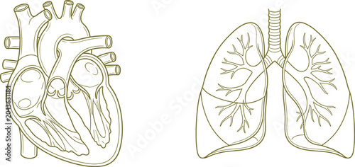 Anatomical line of a human heart cross section and human lungs with bronchial tree structures isolated on a white background in a simple olive green outline style for medical education