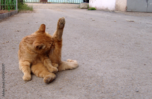 An adorable ginger cat sitting on an asphalt path, diligently grooming its hind leg which is raised high in the air in a comical pose. The setting is a quiet street with buildings.