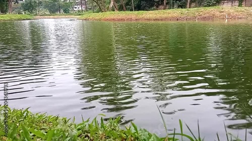 Calm green lake water rippling with grass in foreground