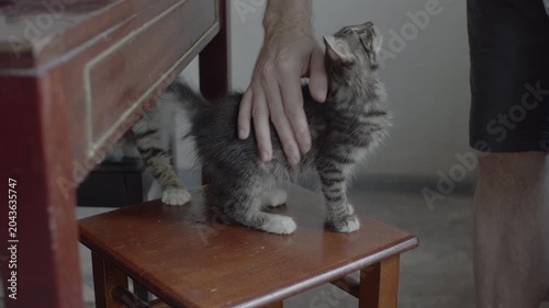 Male hand touching, petting gray striped kitten on wooden stool. Original sound. Prores 422HQ