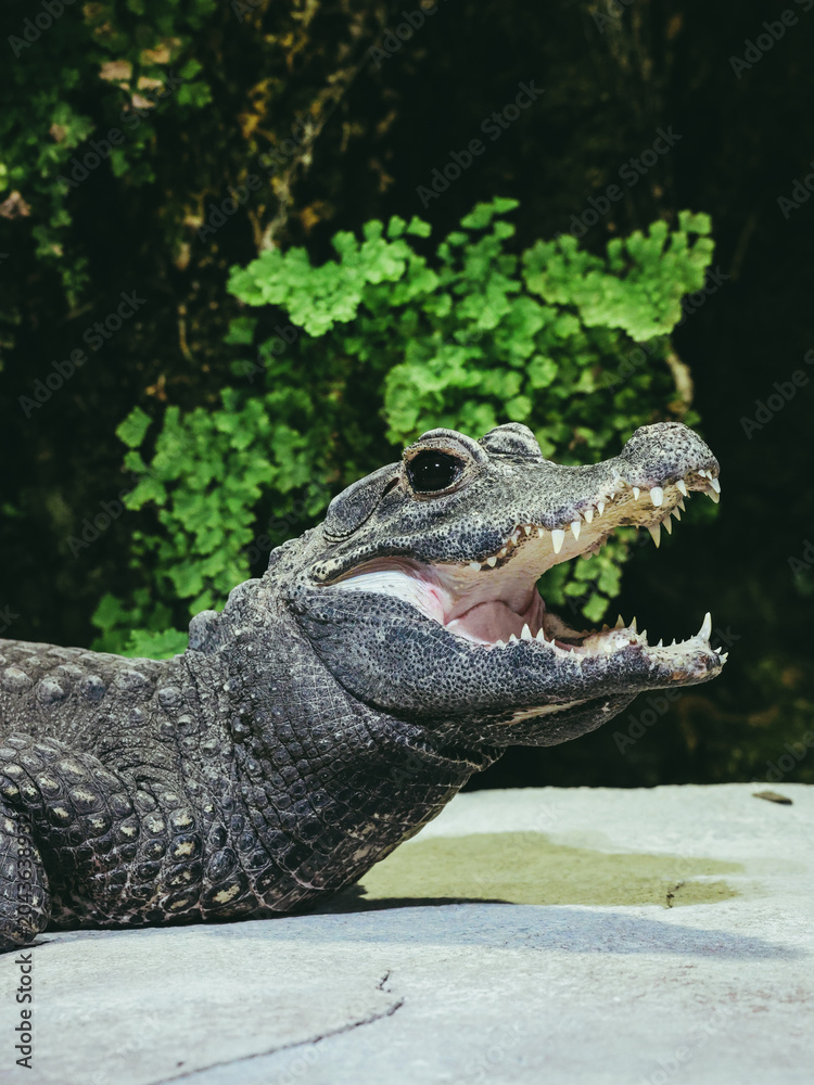 Fototapeta premium Vertical shot of dwarf crocodile opening mouth with green ferns on background, useful for website banner, environmental advertising, wildlife magazine or nature presentation.