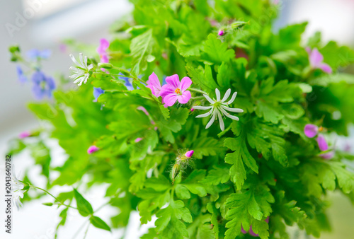 Foto Vibrant bouquet of purple herb robert and white stitchwort wildflowers with lush