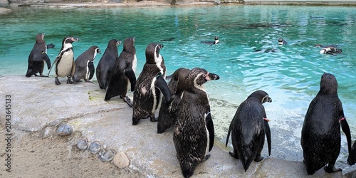 Tableau sur toile Group of penguins on the rocks near blue water