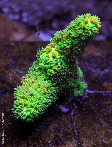 Fotografi Vibrant Bali Green Slimer Acropora Close Up Underwater in Saltwater Aquarium