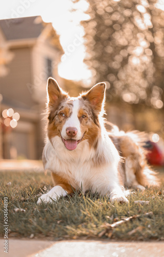 Schilderij op canvas Happy Australian Shepherd Dog Lying on Grass in Golden Hour Sunlight Outside Sub