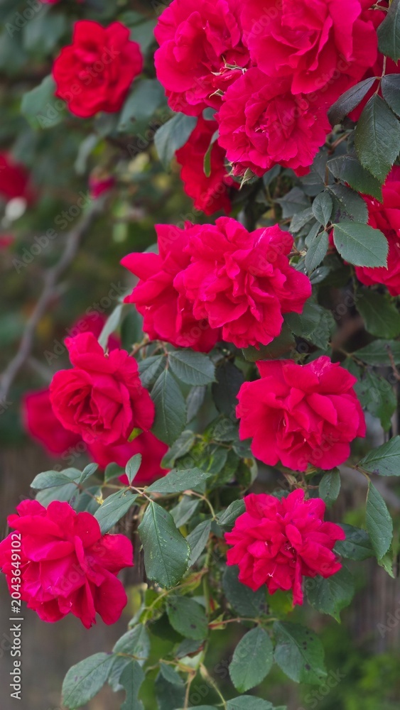 Fototapeta premium Vertical shot of abundant red climbing rose flowers on a bush