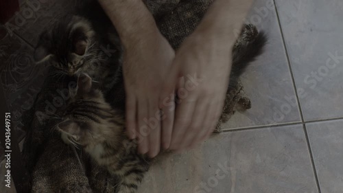 Purring kittens on wool cloth. Male hand petting kittens. Original sound. Prores 422HQ 