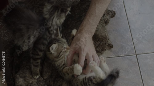 Purring kittens on wool cloth. Male hand petting kittens. Original sound. Prores 422HQ 