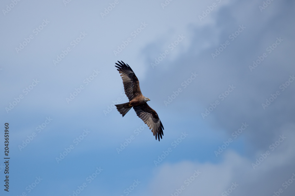 Fototapeta premium A majestic black kite hawk soaring in the center of an overcast sky with its enormous wings fully open. The underwing patterns and colors are sharply visible against the bright clouds.