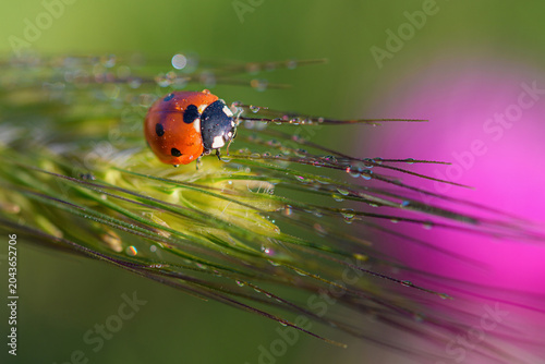 Coccinella con gocce di rugiada su una spiga d'erba