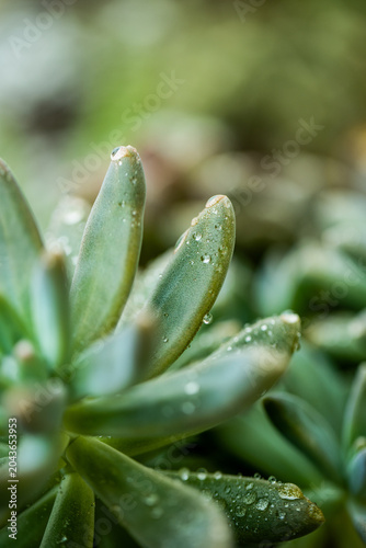 Cuadro en lienzo Macro photograph of succulent plant covered in water droplets