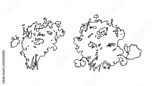 Quadro su tela Stylized cilantro bunch top view line drawing flat design vector illustration