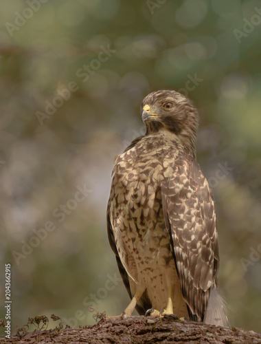Young, red-shouldered hawk in the forest