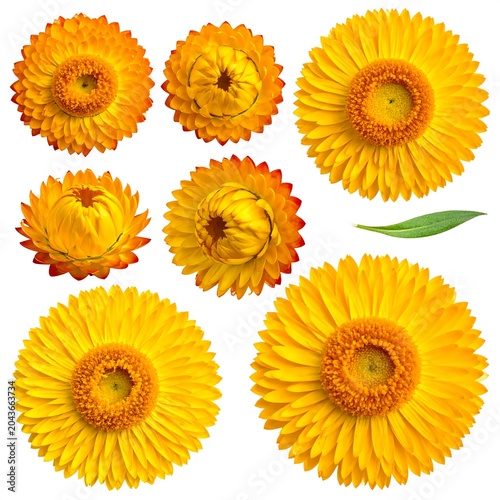 A collection of vibrant orange flowers with green leaf