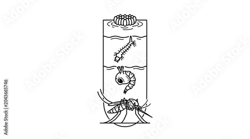 Cuadro en lienzo A detailed black and white illustration showing the complete life cycle of a mosquito