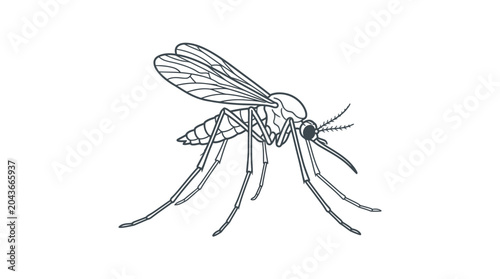 Cuadro en lienzo A detailed black and white line art illustration of a mosquito.