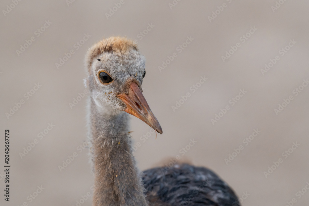 Naklejka premium Close Up Portrait of a Young Sandhill Crane Chick