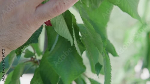 Close-up of hands gently examining ripe red cherries on tree branch with green leaves. Natural daylight highlights fresh fruit quality inspection. For agriculture and organic farming themes.
