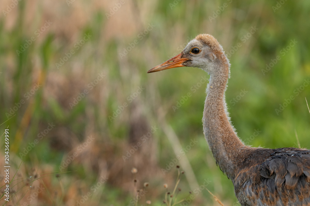Naklejka premium Young Sandhill Crane Side Portrait in Green Wetland Habitat