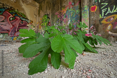 Fig tree conquers lost place