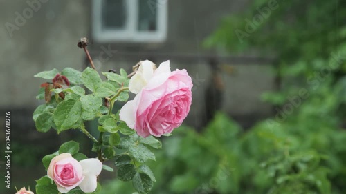 Beautiful pink roses blooming in a backyard garden under a heavy summer rain.
