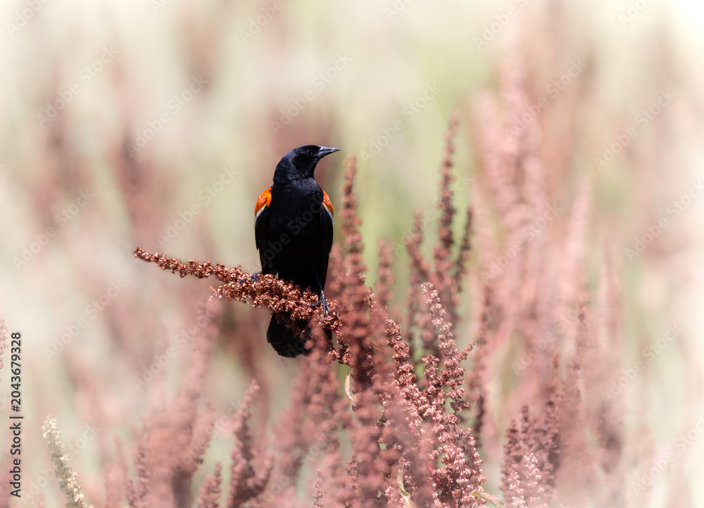 Obraz premium red-winged blackbird