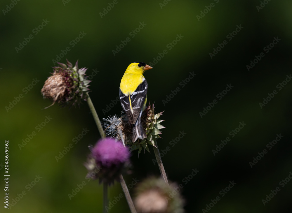 Fototapeta premium goldfinch on thistle