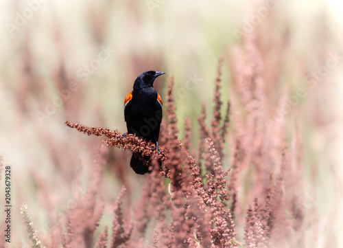 red-winged blackbird