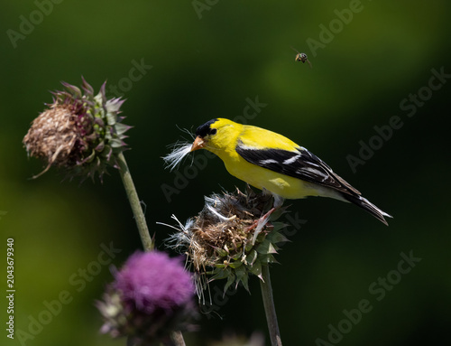goldfinch on thistle