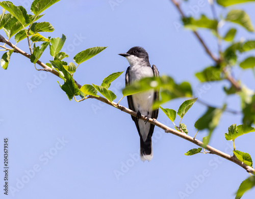 Kingbird