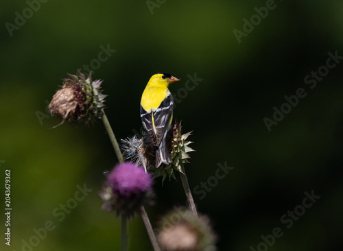goldfinch on thistle