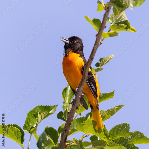 baltimore oriole
