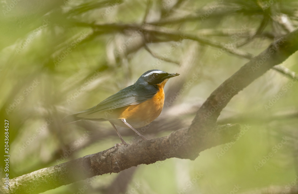 Fototapeta premium Wildlife Portrait Of Indian Blue Robin In Native Woodland Setting