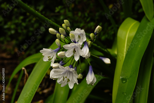 Beautiful white and blue dwarf 