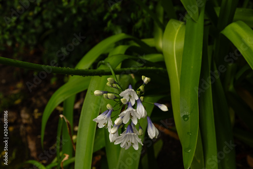 Beautiful white and blue dwarf 