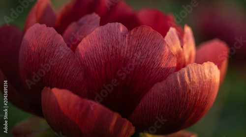 Dark red peony flower petal close up, elegant moody botanical texture abstract nature background concept.