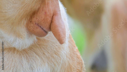 Φωτογραφία Proboscis Monkey Distinctive Large Pendulous Nose Close-Up Portrait in Borneo Ra