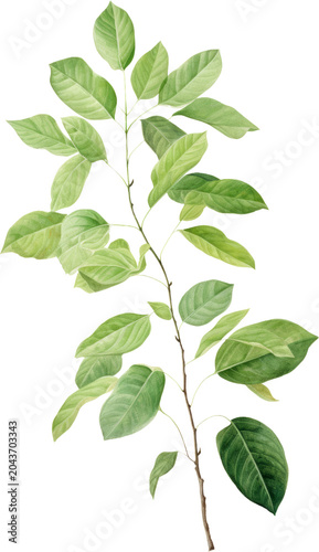 Green leaves, foliage branch, natural elements, plant stem