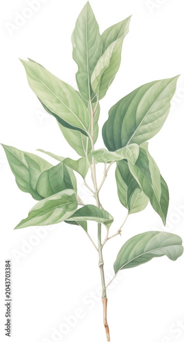 Watercolor leaf, green leaves, botanical illustration, plant branch