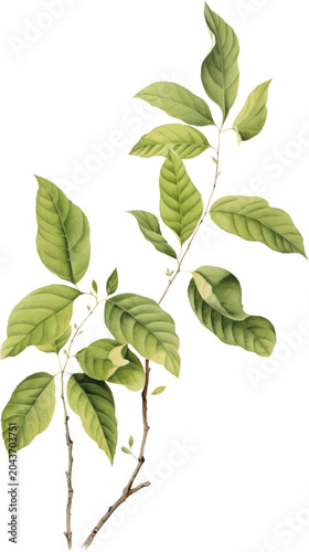 Green leaves, branch, foliage, plant, nature, botanical, illustration
