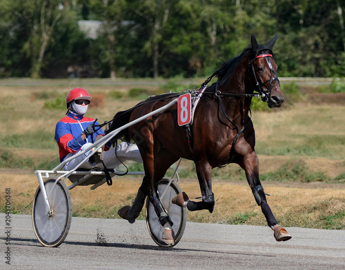 Horse. Equestrian sport. Trotter race. Jockey. Harness racing. Hippodrome