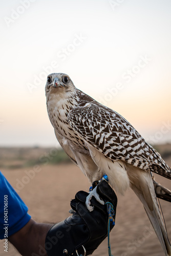 arabian hunting falcon sitting on a perch with desert dunes in the background