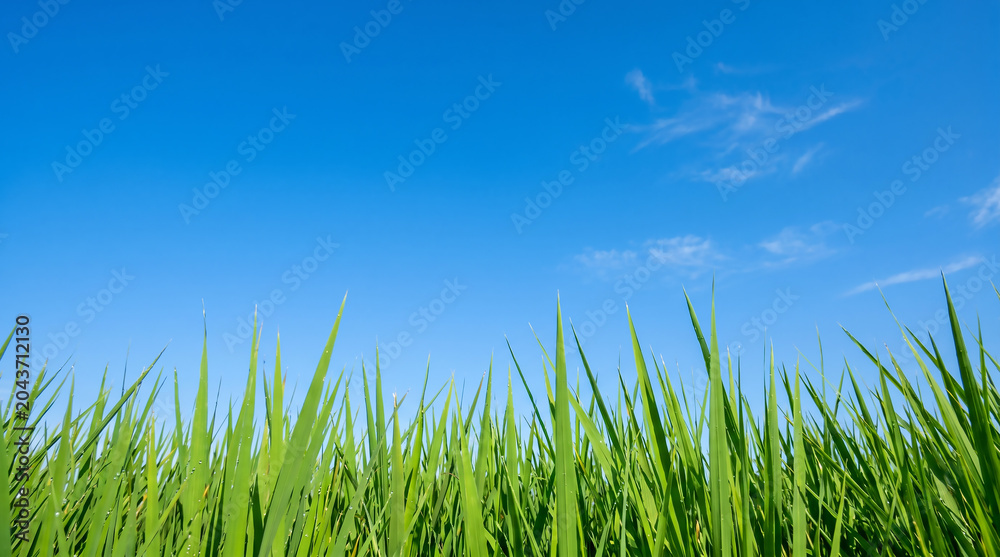 Fototapeta premium Green coastal reed grass at the bottom with wide sunny blue sky copy space