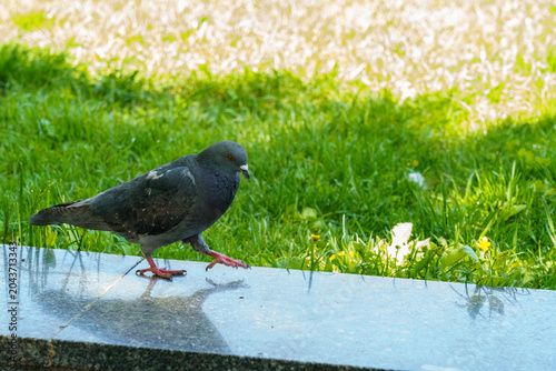 Pigeon walking on a stone surface in a green field during daytime