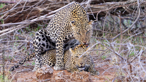 Photography African Leopard Pair Mating on Red Laterite Ground in Laikipia Wilderness, Kenya